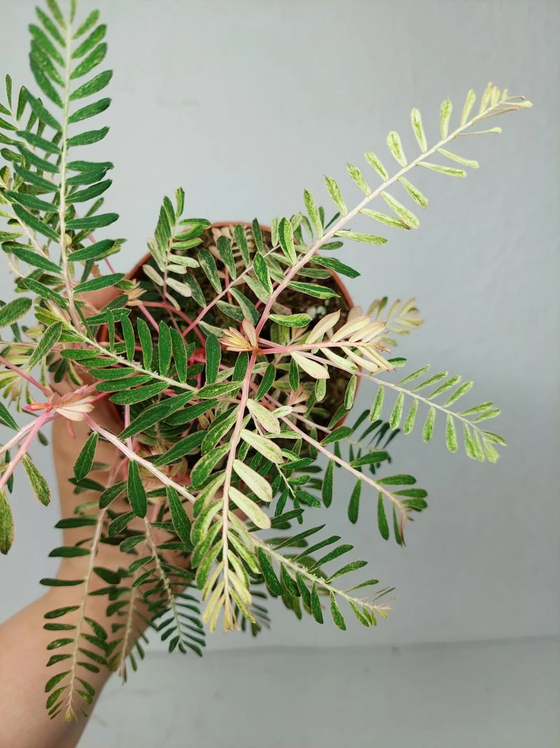 Phyllanthus Urinaria Variegata