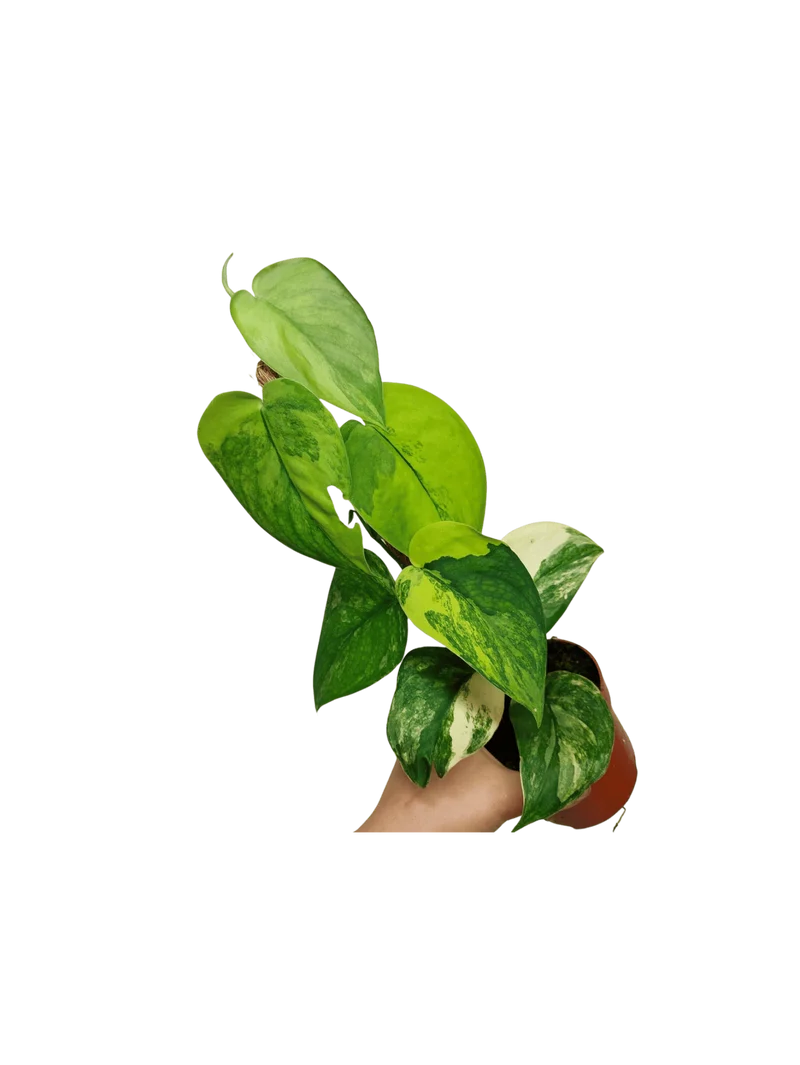 Scindapsus Jade Satin Aurea