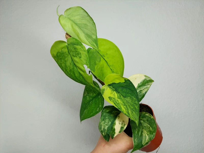 Scindapsus Jade Satin Aurea