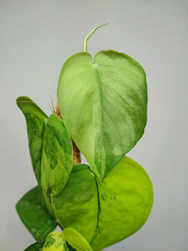 Scindapsus Jade Satin Aurea