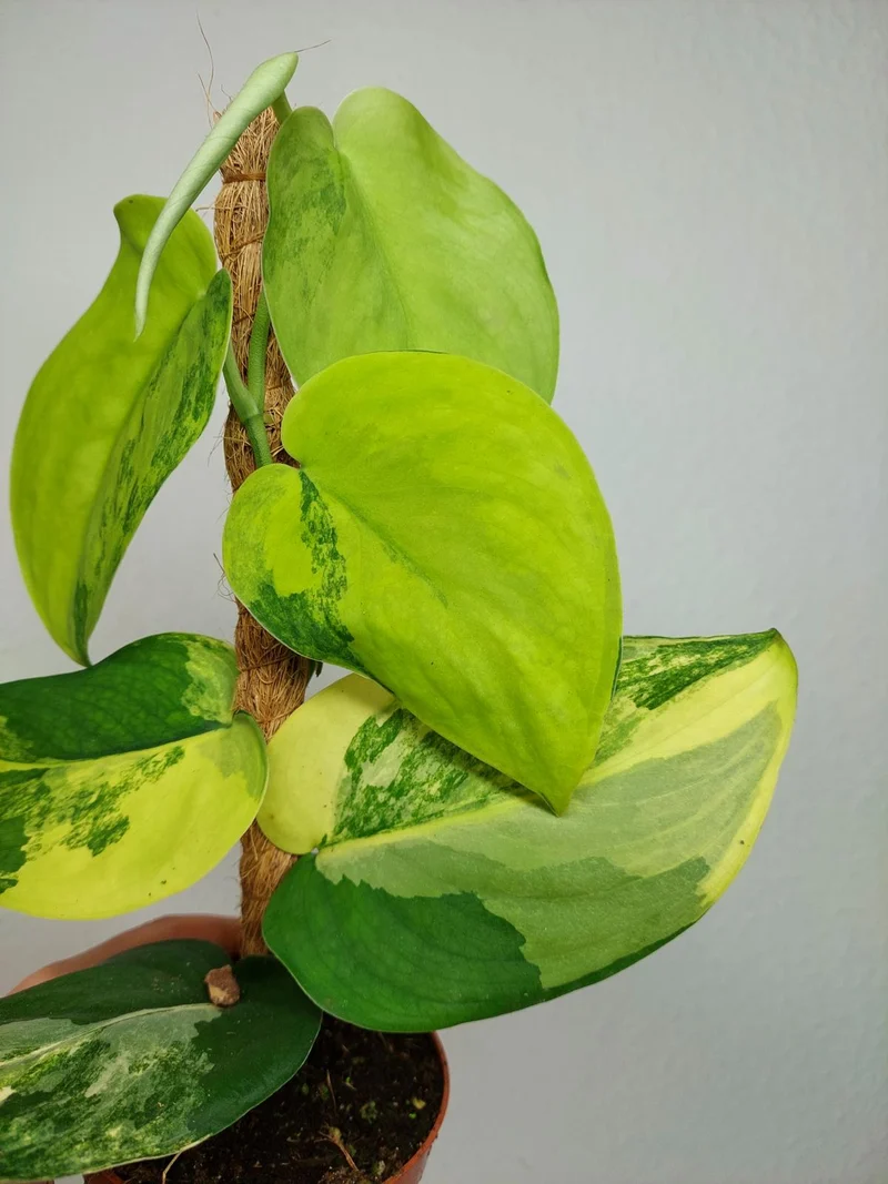 Scindapsus Jade Satin Aurea
