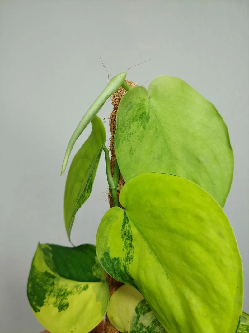 Scindapsus Jade Satin Aurea