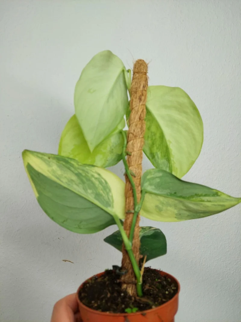 Scindapsus Jade Satin Aurea