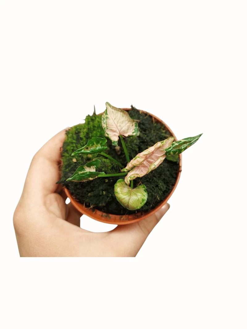 Syngonium Pink Rolli