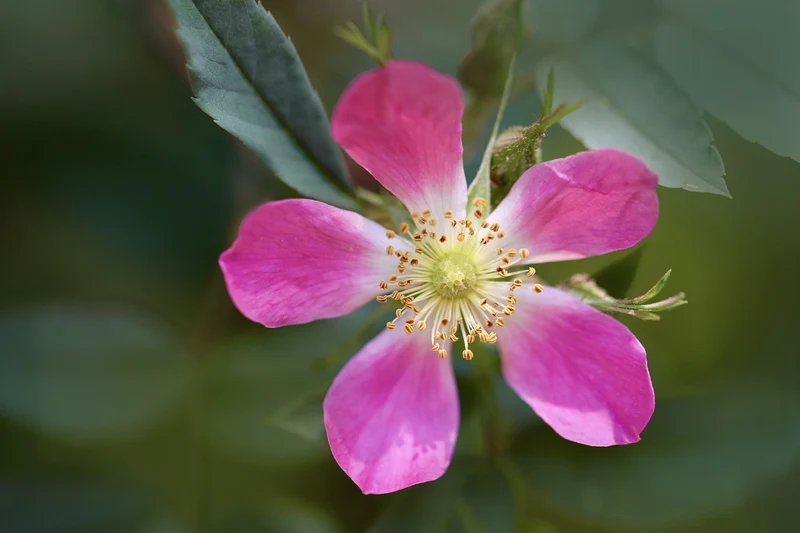 Blaue Hechtrose - Topf/Containerpflanzen