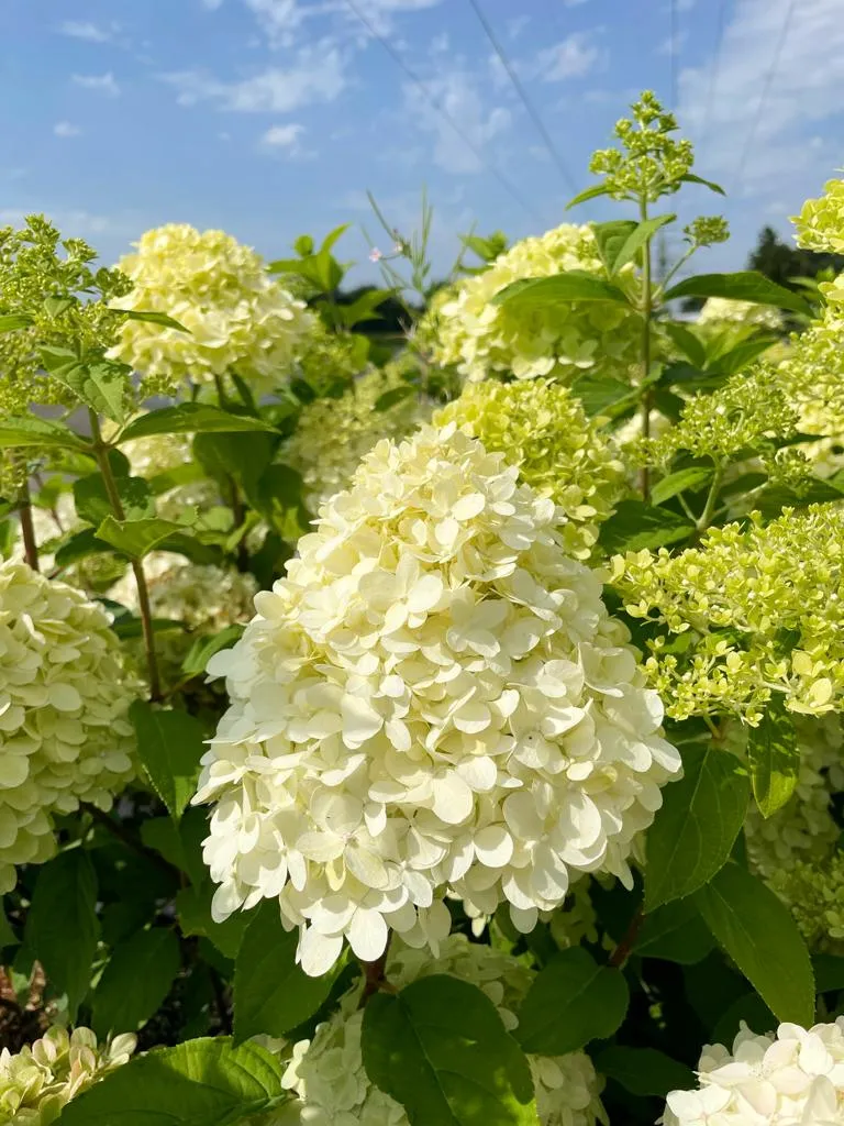 Rispenhortensie - Topf/Containerpflanzen