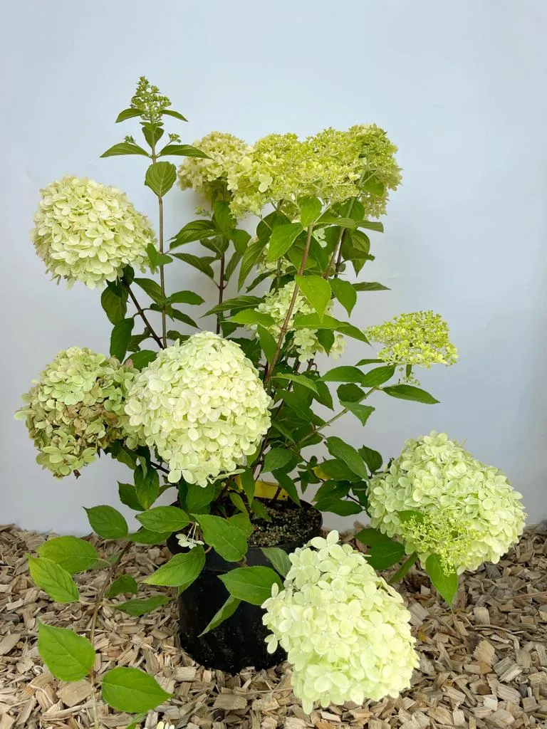 Rispenhortensie - Topf/Containerpflanzen