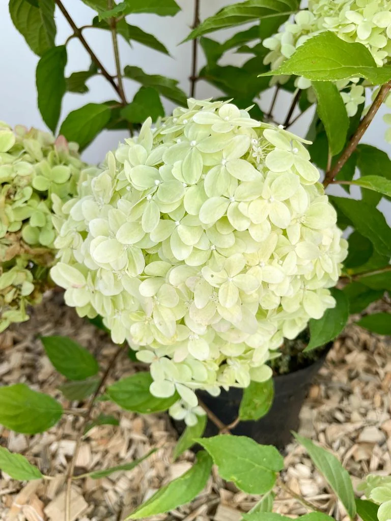 Rispenhortensie - Topf/Containerpflanzen