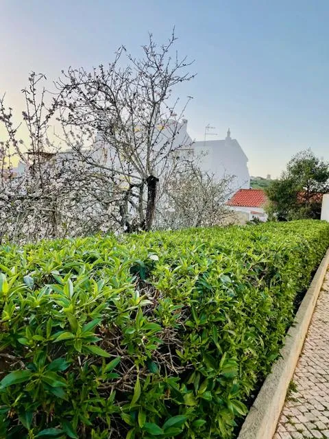Portugiesischer Kirschlorbeer als Hecke - Topf/Containerpflanzen