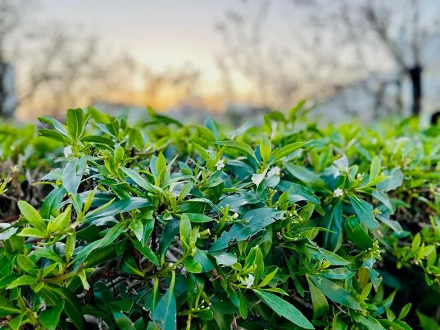 Portugiesischer Kirschlorbeer als Hecke - Topf/Containerpflanzen