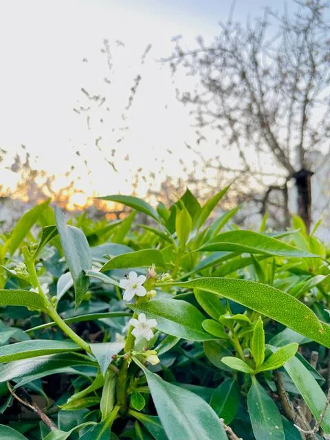 Portugiesischer Kirschlorbeer als Hecke - Topf/Containerpflanzen