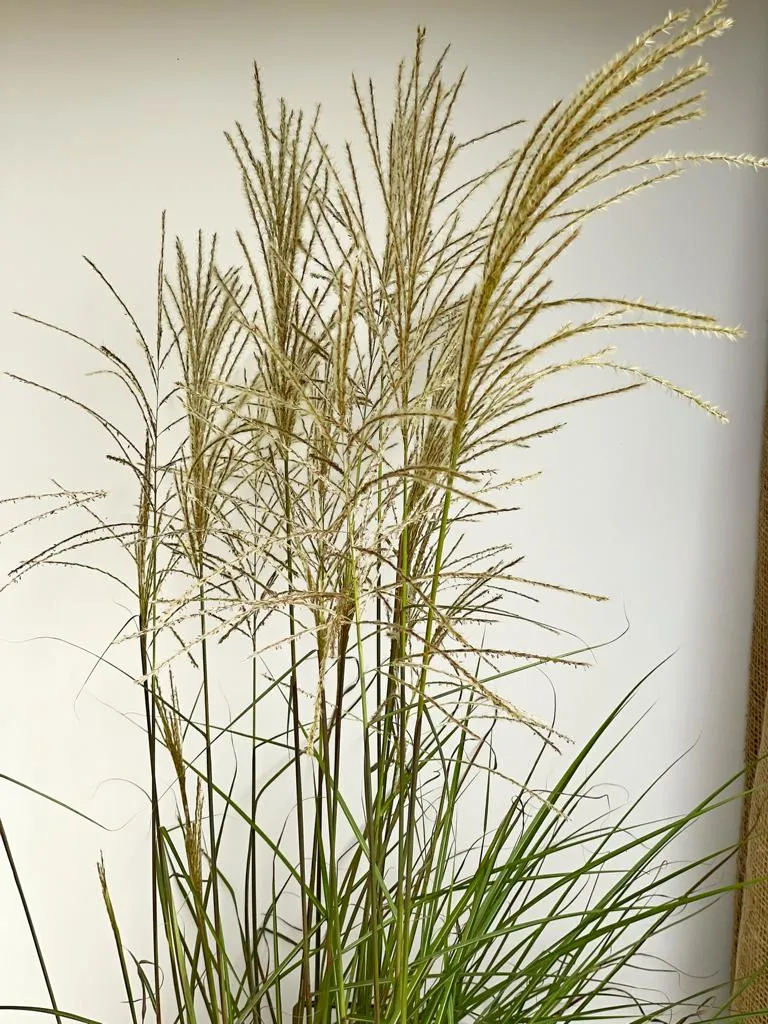 Chinaschilf 'Graziella' - Topf/Containerpflanze