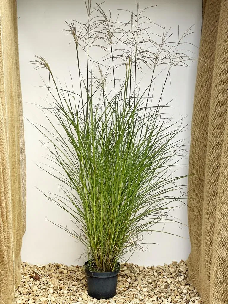 Chinaschilf 'Graziella' - Topf/Containerpflanze