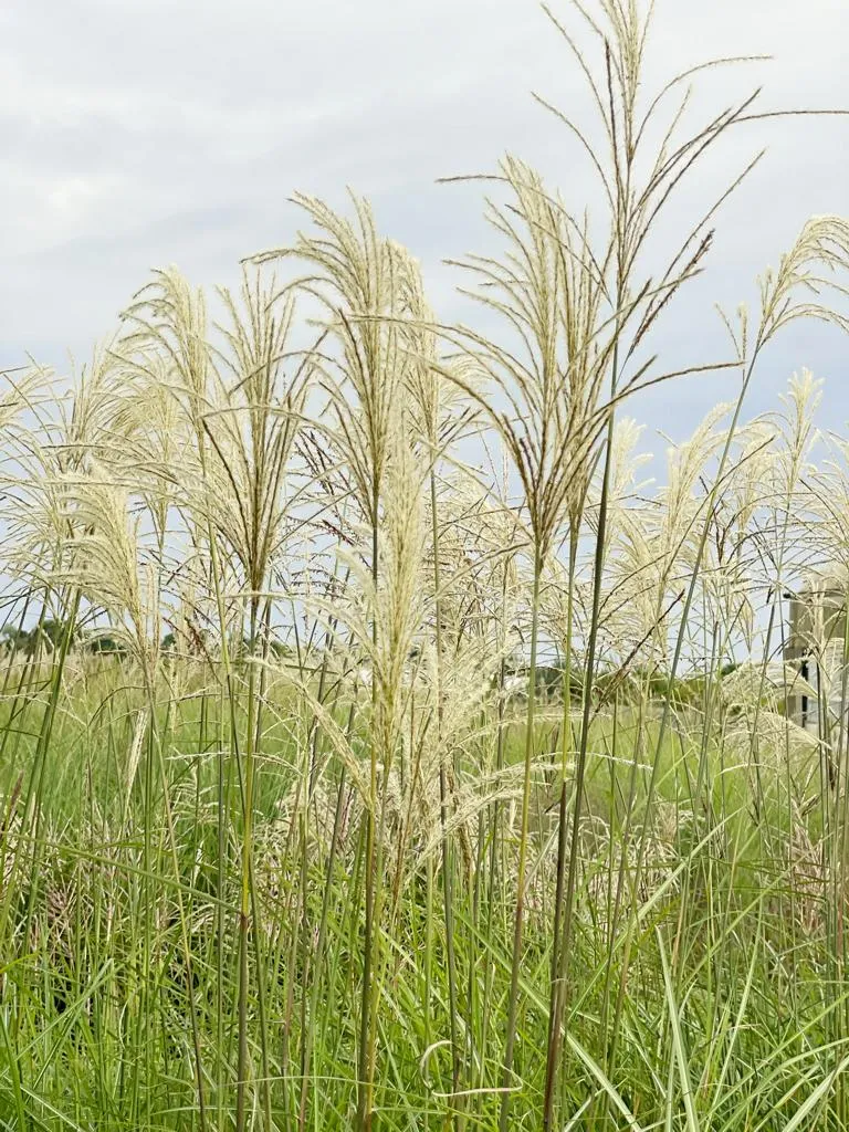 Chinaschilf 'Graziella' - Topf/Containerpflanze