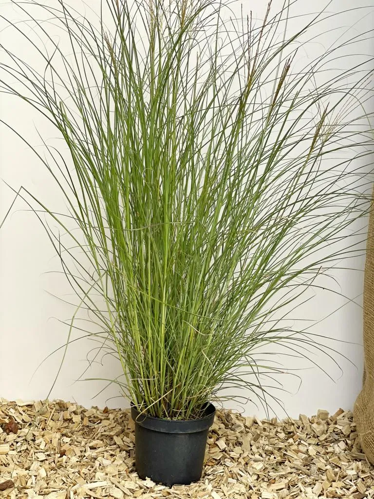 Chinaschilf 'Gracillimus' - Topf/Containerpflanze