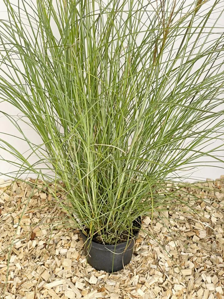 Chinaschilf 'Gracillimus' - Topf/Containerpflanze