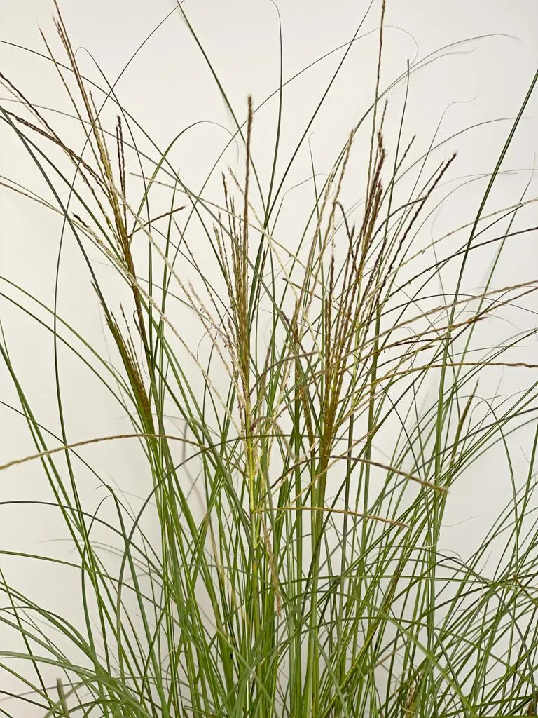 Chinaschilf 'Gracillimus' - Topf/Containerpflanze