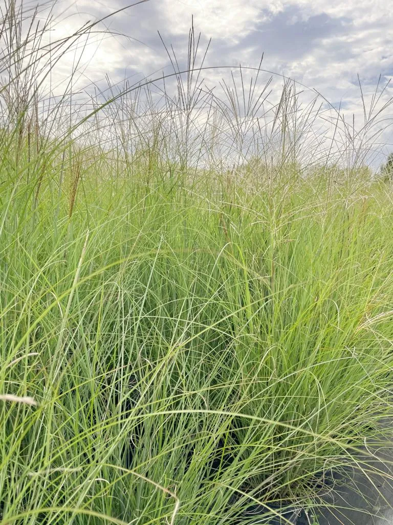 Chinaschilf 'Gracillimus' - Topf/Containerpflanze
