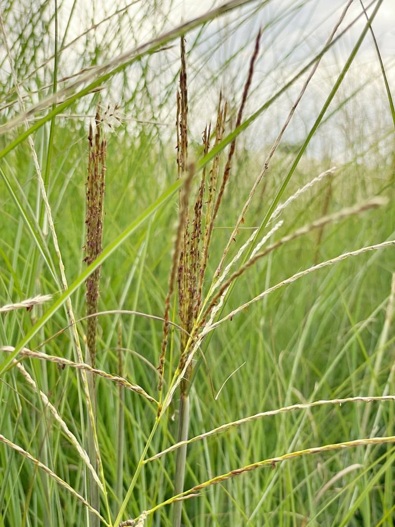 Chinaschilf 'Gracillimus' - Topf/Containerpflanze