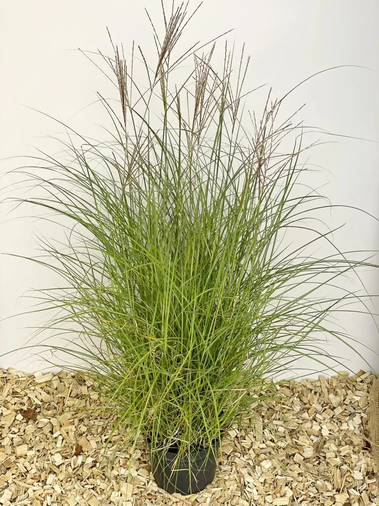 Chinaschilf 'Kleine Silberspinne' - Topf/Containerpflanze