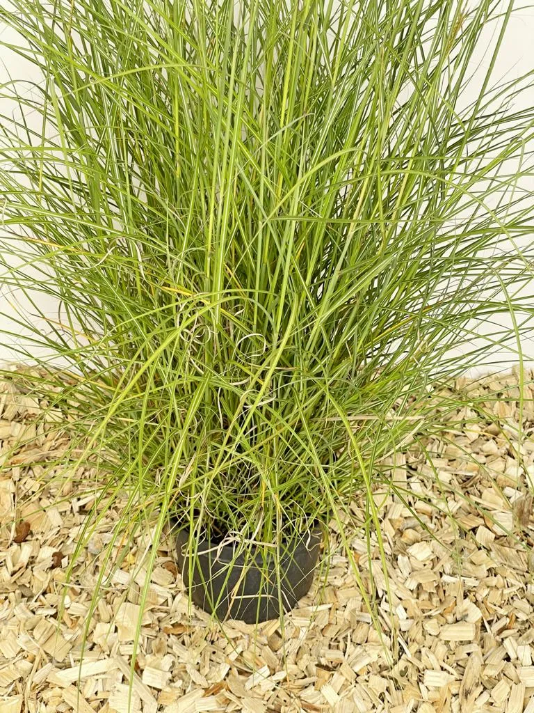 Chinaschilf 'Kleine Silberspinne' - Topf/Containerpflanze