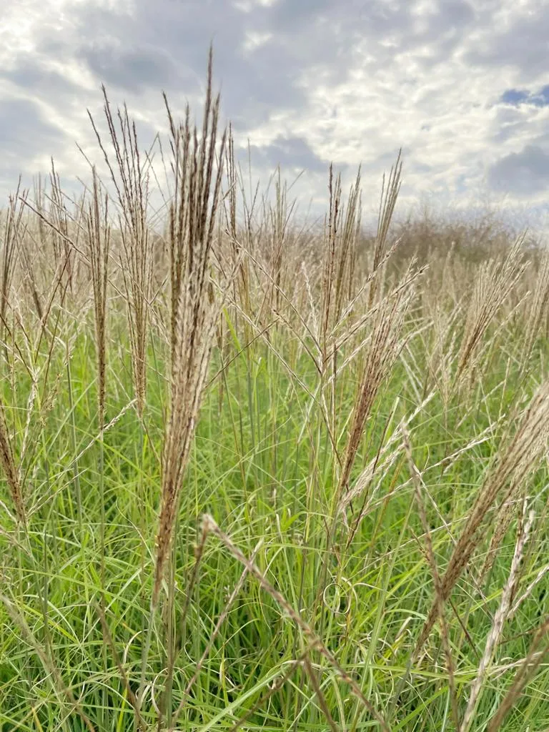 Chinaschilf 'Kleine Silberspinne' - Topf/Containerpflanze