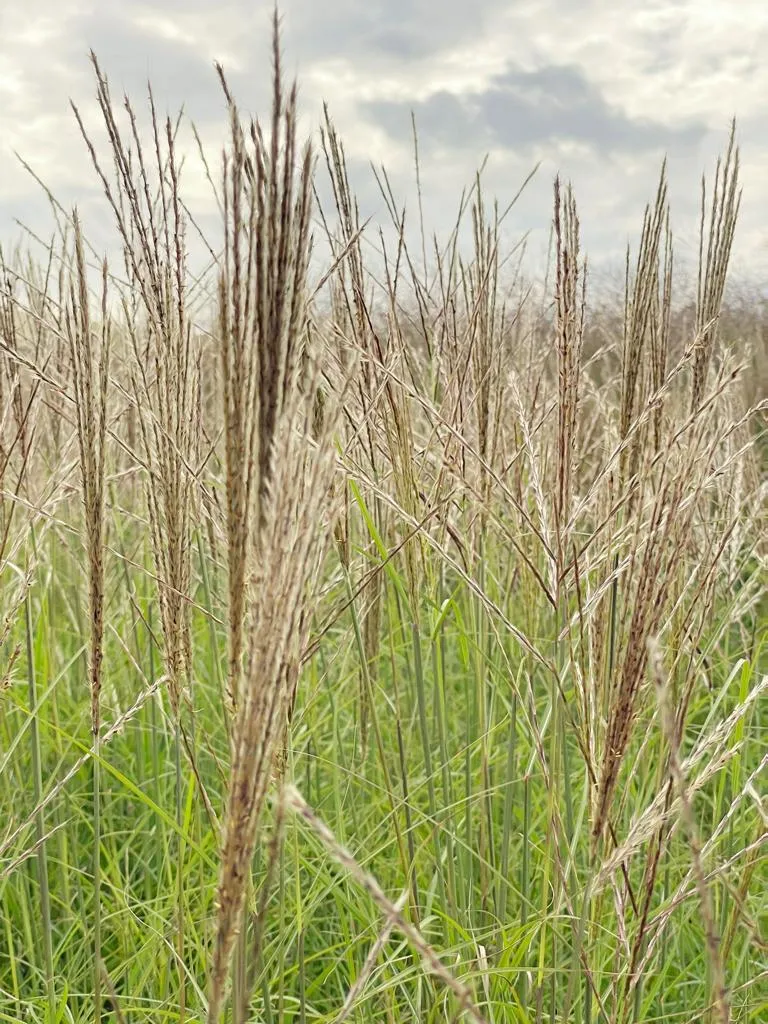 Chinaschilf 'Kleine Silberspinne' - Topf/Containerpflanze