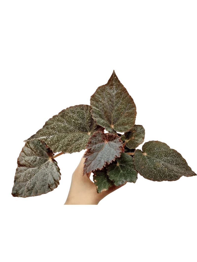 Begonia Taconite