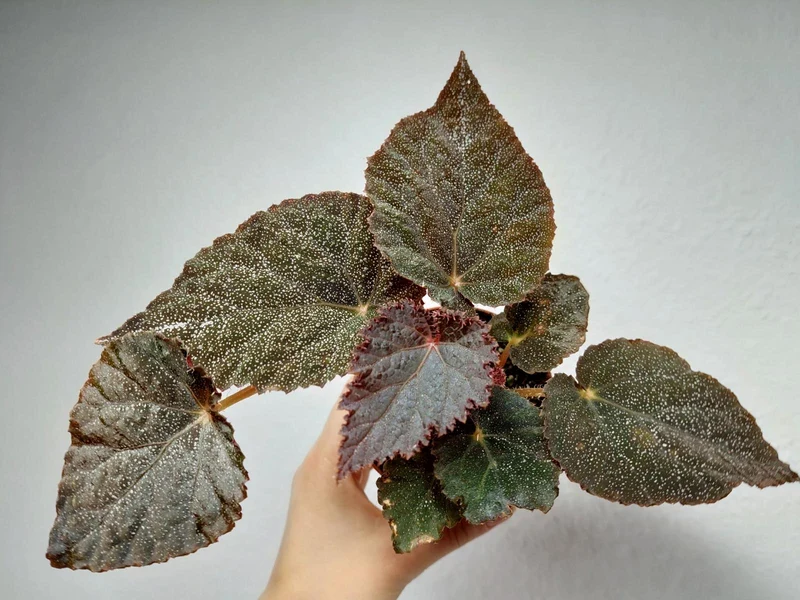 Begonia Taconite