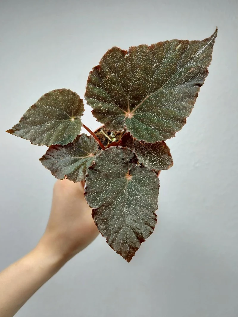 Begonia Taconite