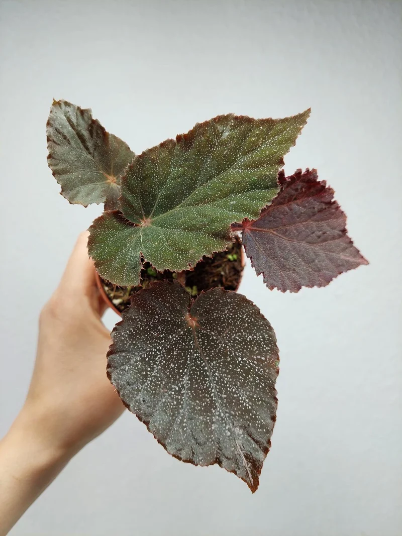 Begonia Taconite