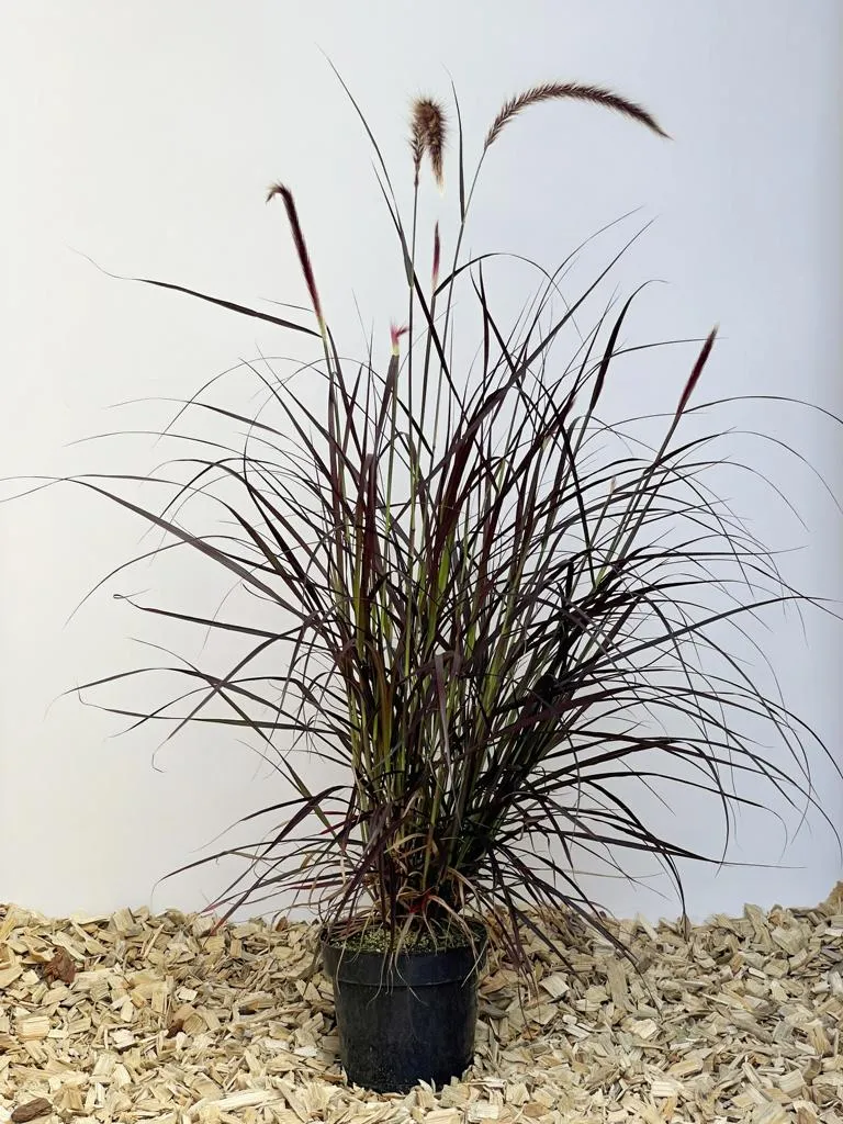 Lampenputzergras 'Rubrum' - Topf/Containerpflanze