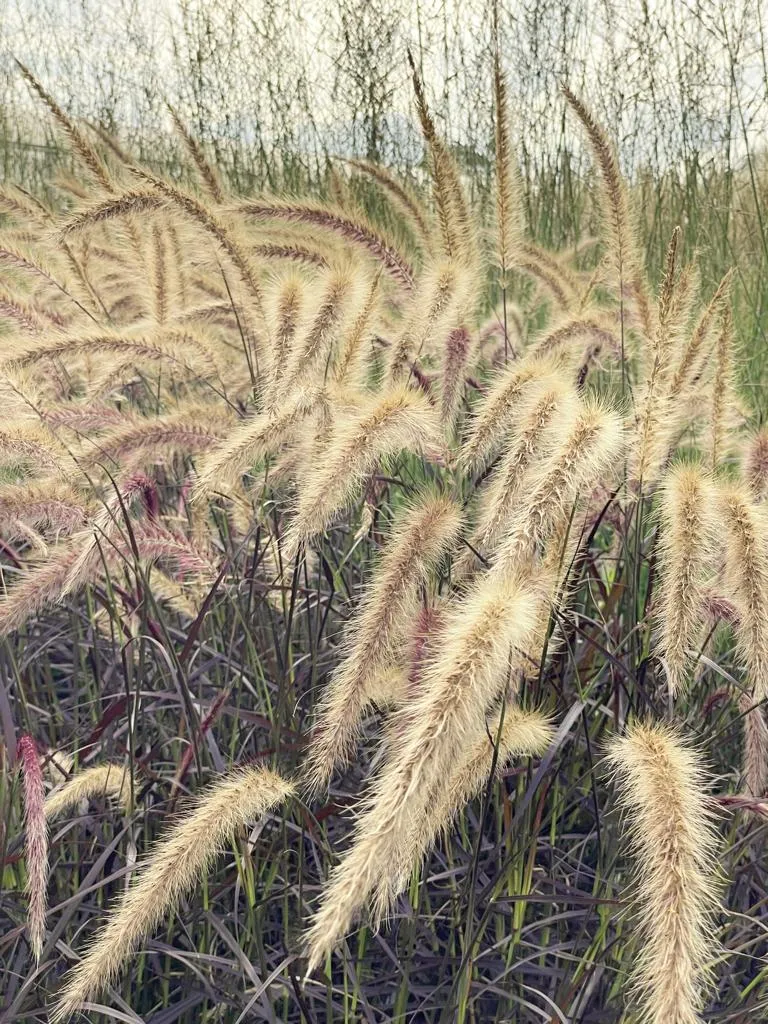 Lampenputzergras 'Rubrum' - Topf/Containerpflanze