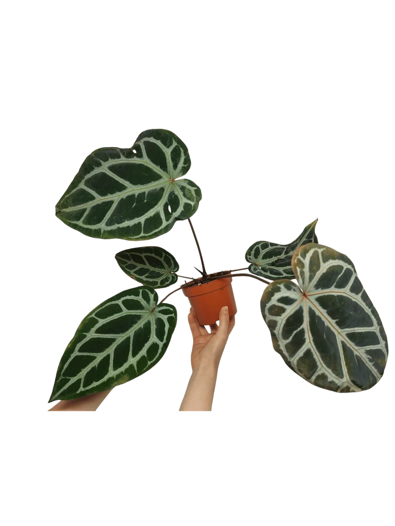 Anthurium Zara x Michelle X Red Crystallinum Hybrid