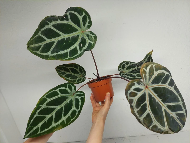 Anthurium Zara x Michelle X Red Crystallinum Hybrid