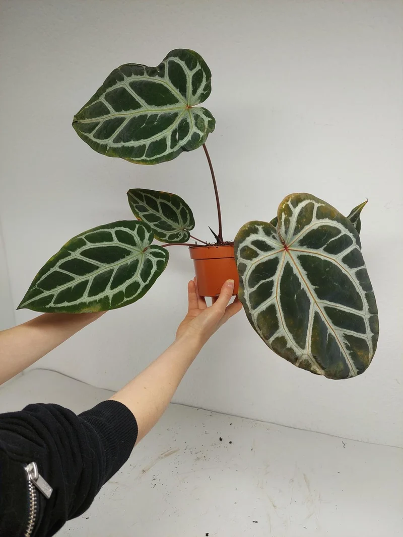 Anthurium Zara x Michelle X Red Crystallinum Hybrid