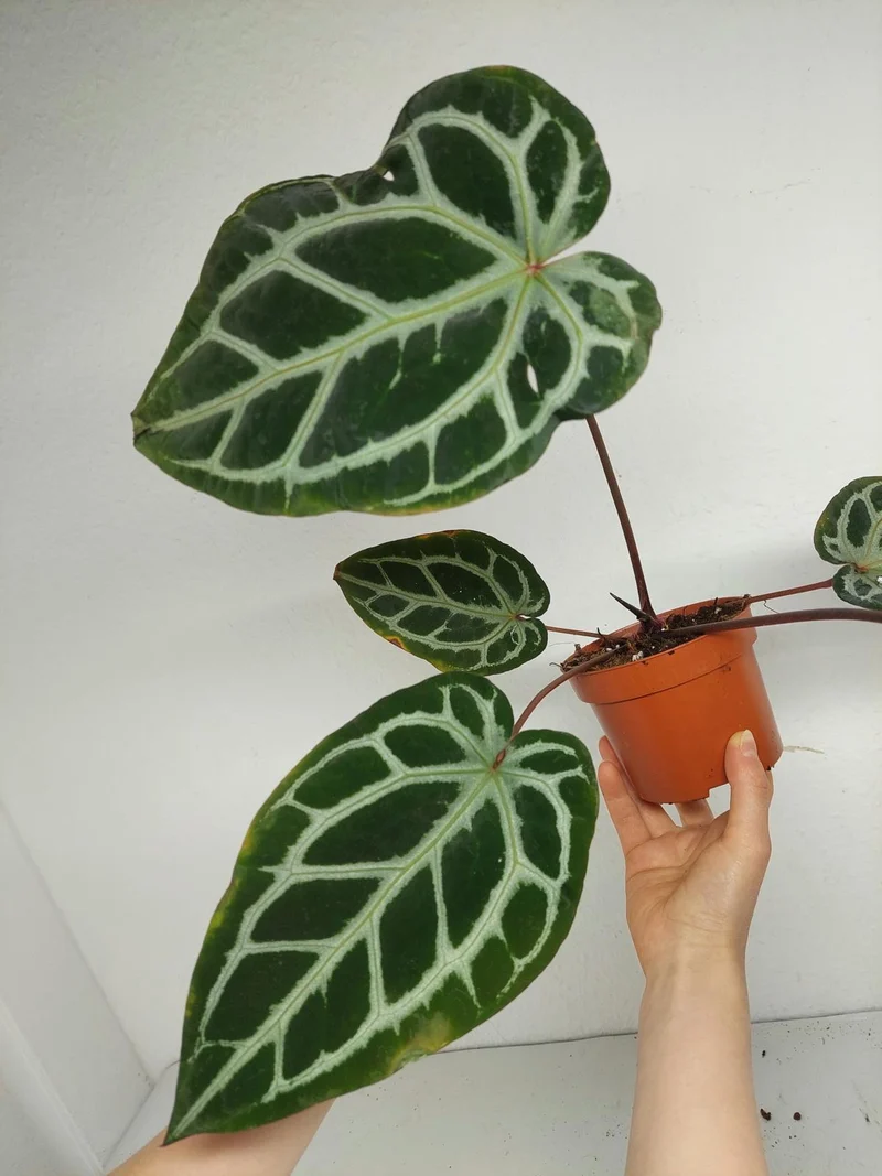 Anthurium Zara x Michelle X Red Crystallinum Hybrid