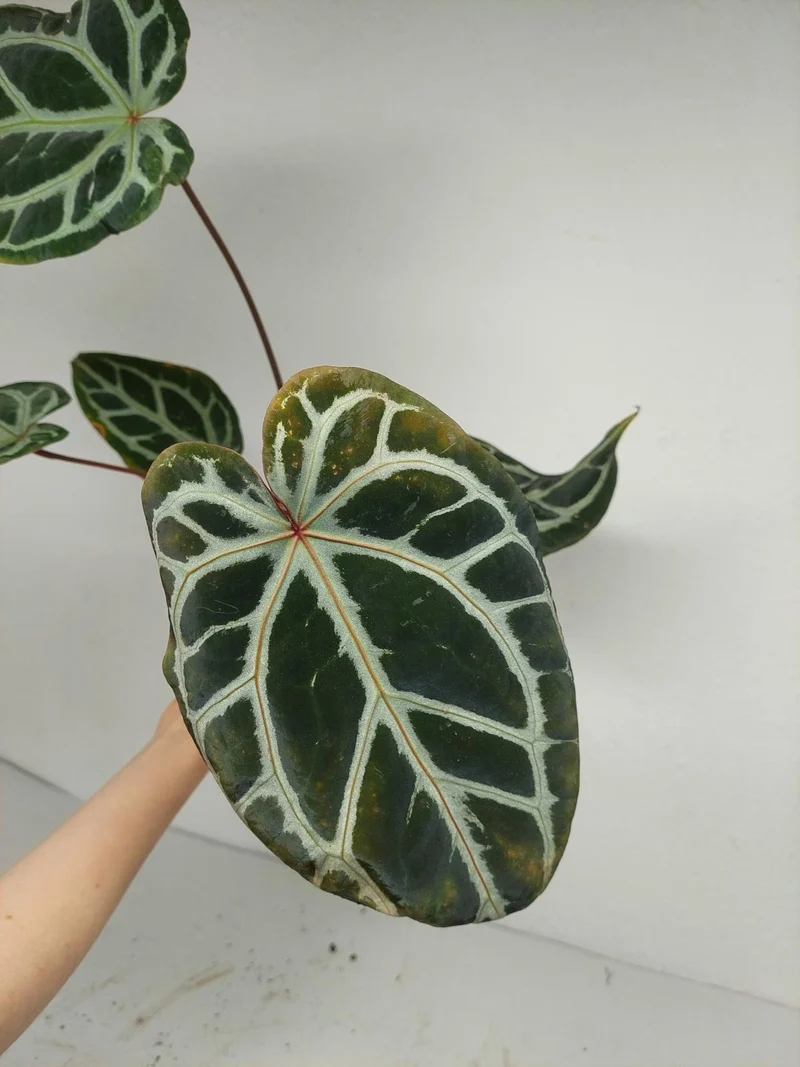 Anthurium Zara x Michelle X Red Crystallinum Hybrid