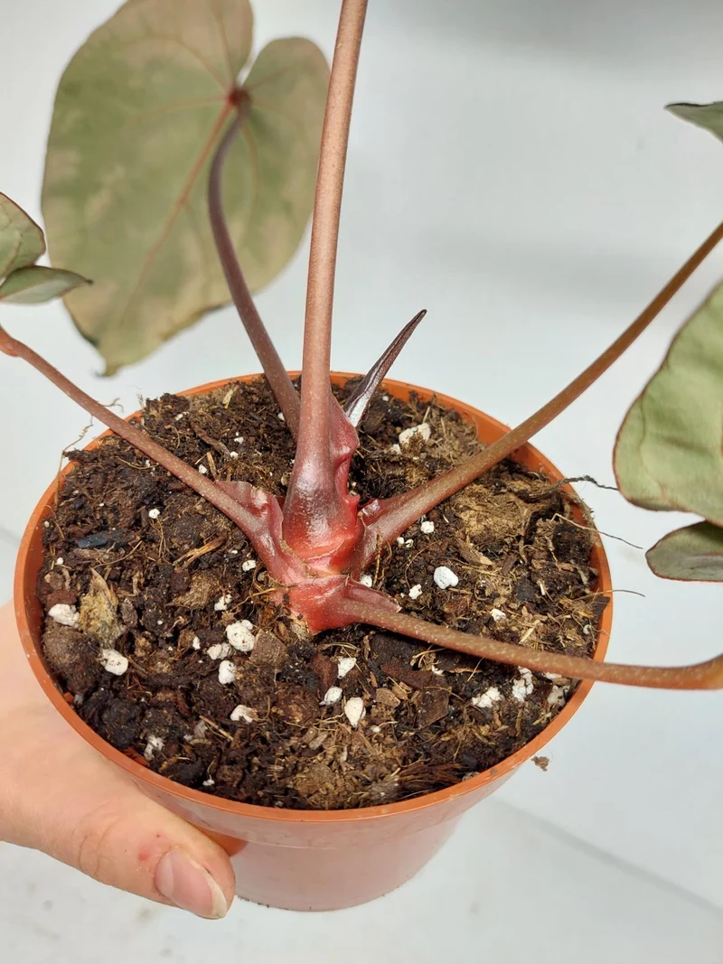 Anthurium Zara x Michelle X Red Crystallinum Hybrid