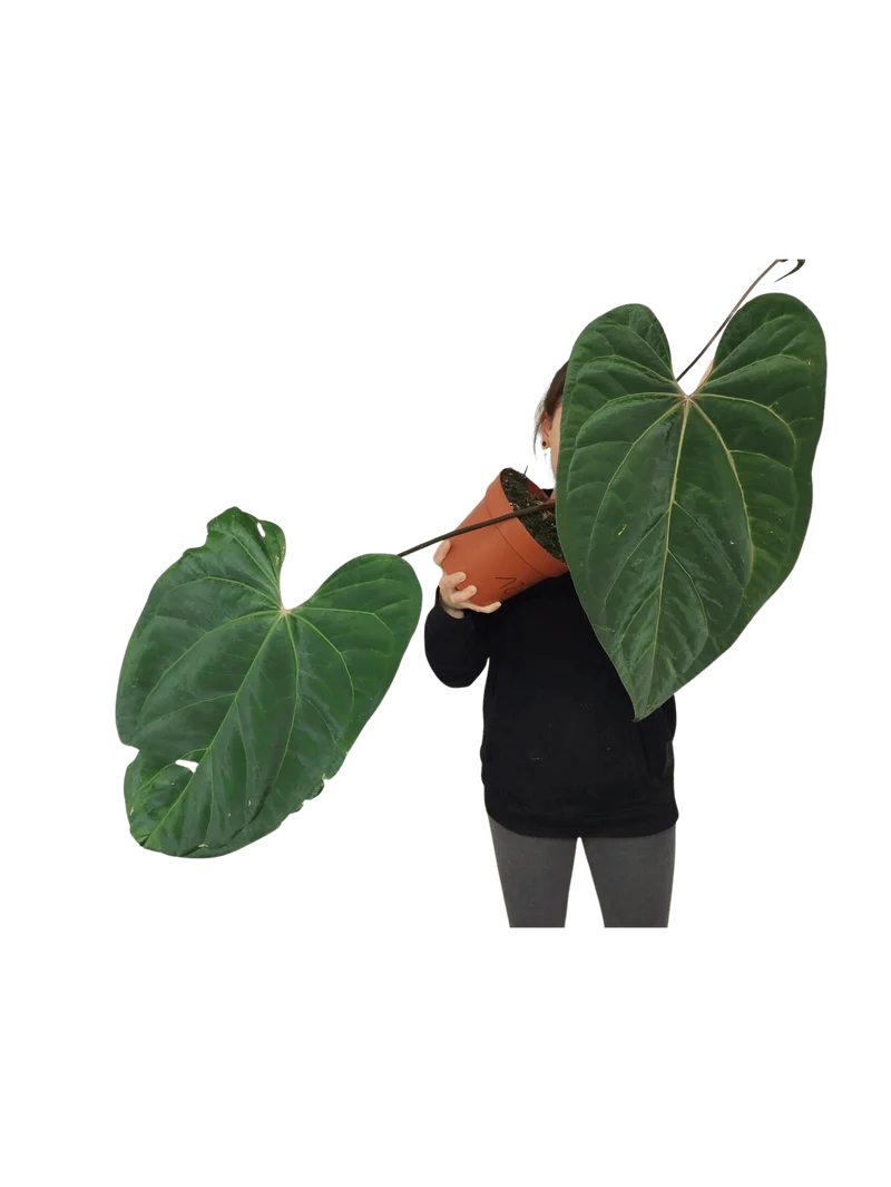 Anthurium Papillilaminum x Besseae aff.