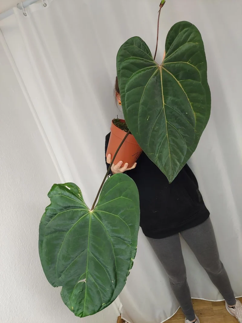 Anthurium Papillilaminum x Besseae aff.