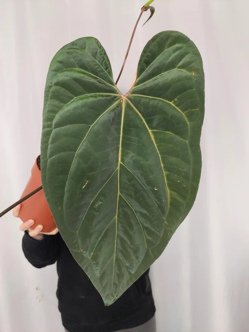 Anthurium Papillilaminum x Besseae aff.