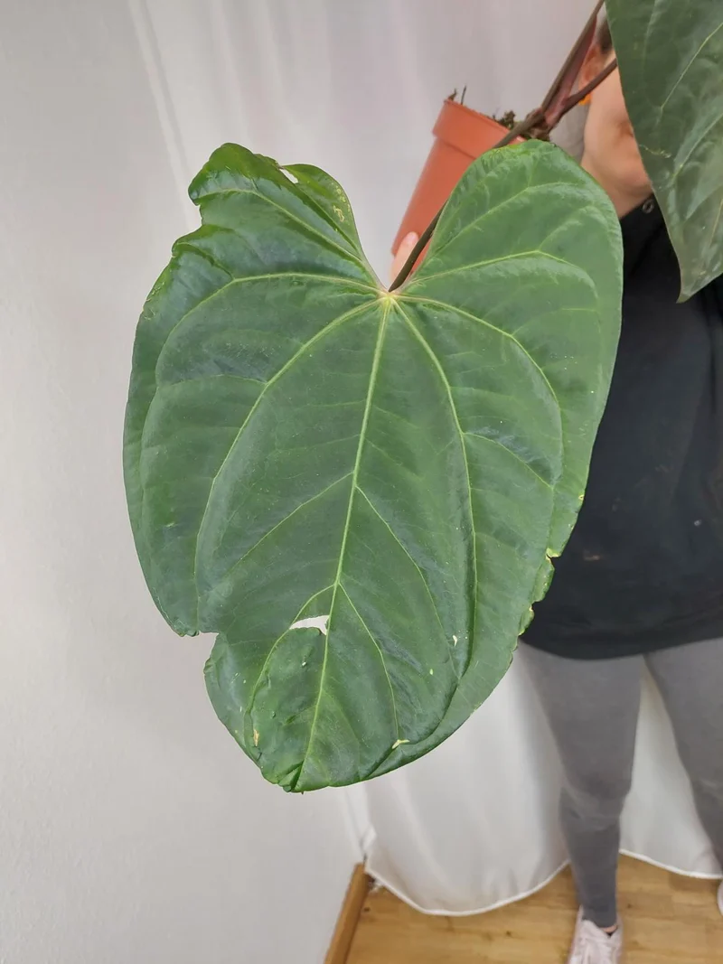 Anthurium Papillilaminum x Besseae aff.