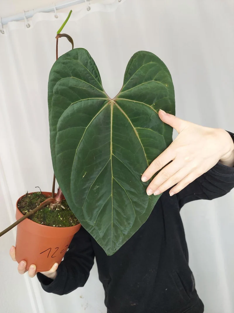 Anthurium Papillilaminum x Besseae aff.