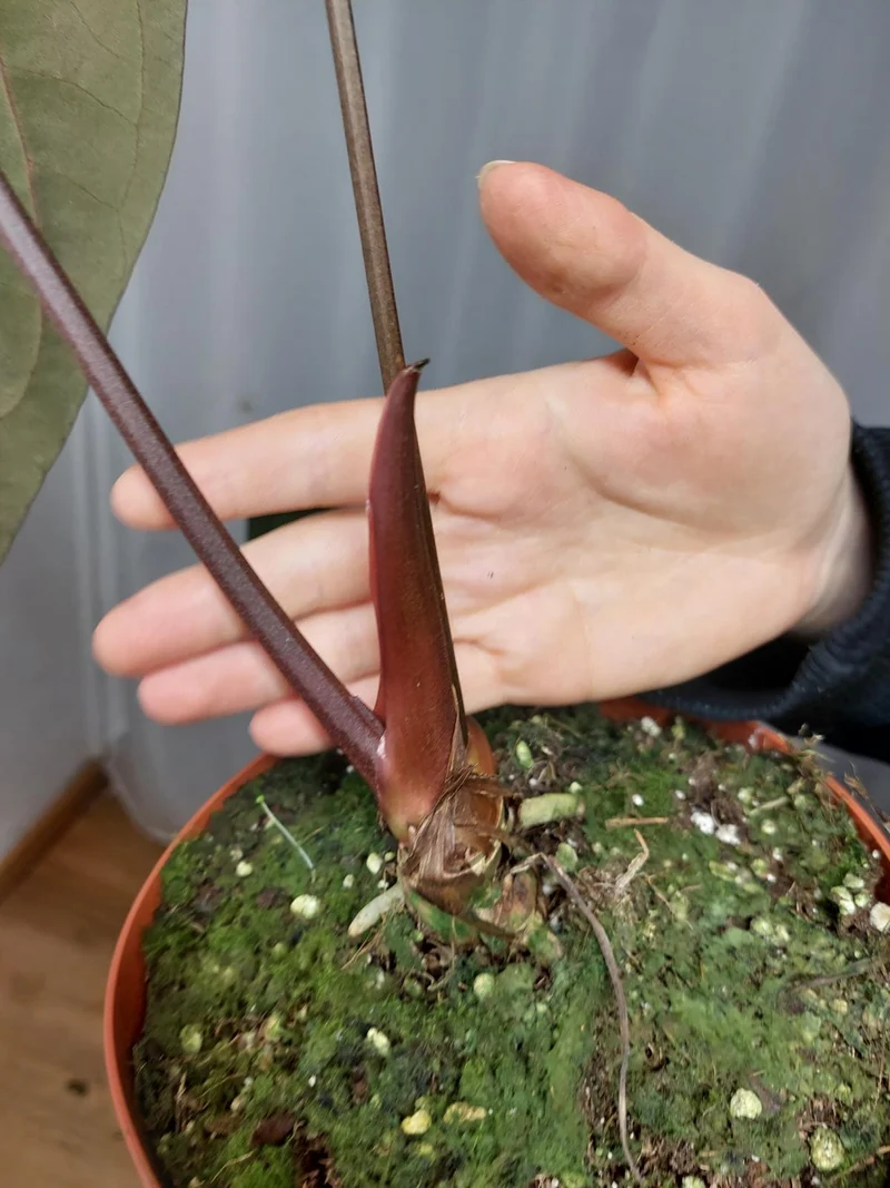 Anthurium Papillilaminum x Besseae aff.