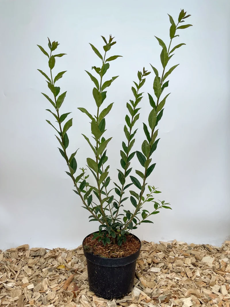 Immergrüner Liguster als Hecke - Topf/Containerpflanzen