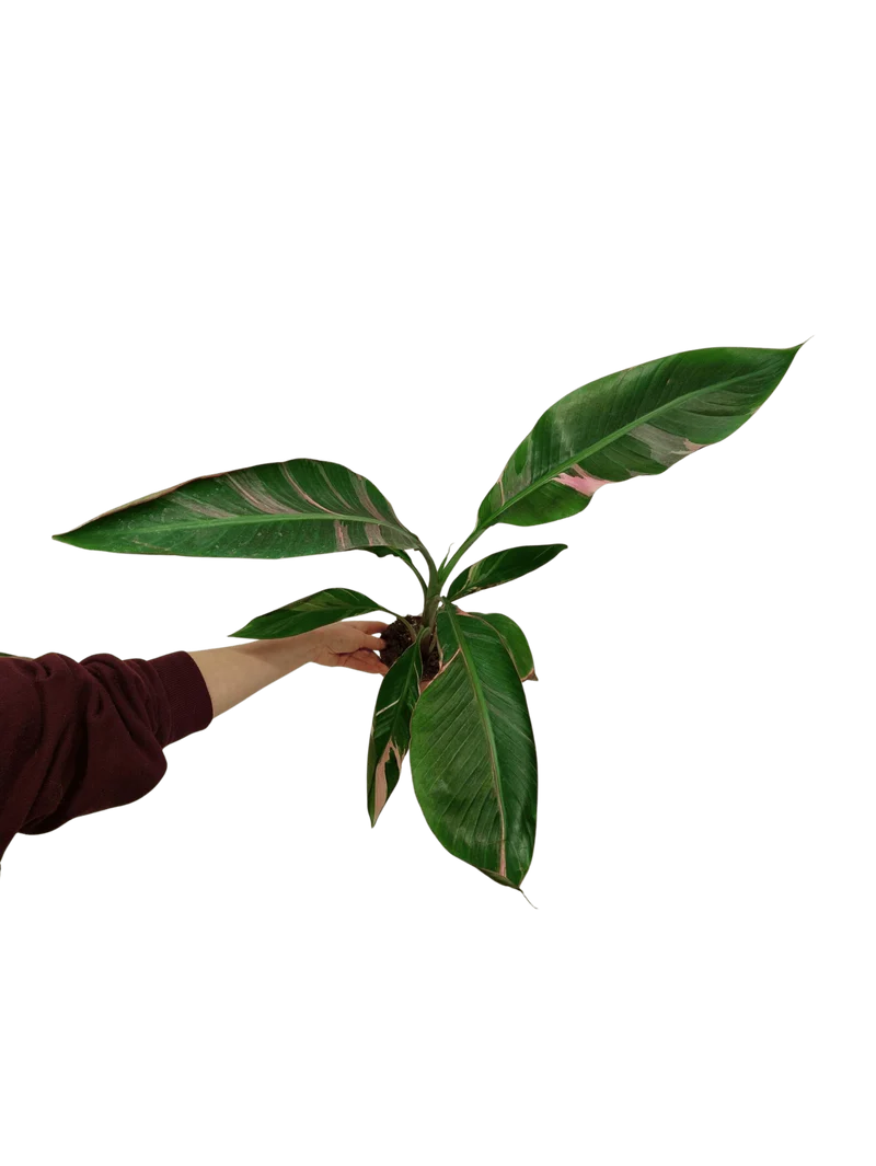 Musa Nono Pink Variegata