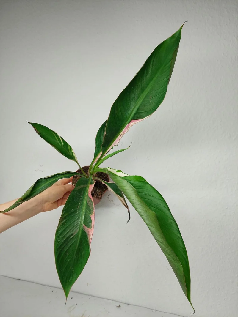 Musa Nono Pink Variegata
