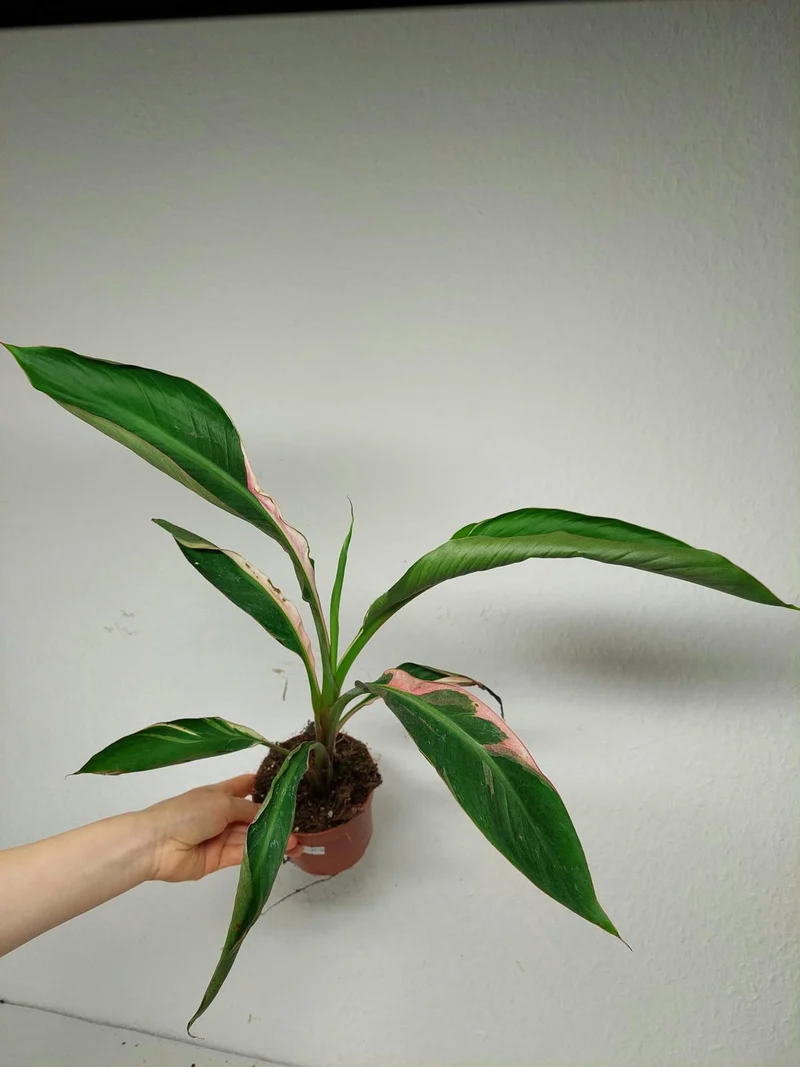 Musa Nono Pink Variegata