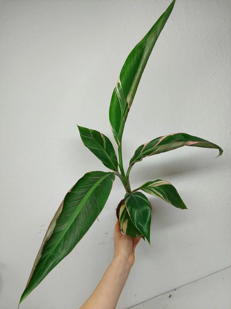 Musa Nono Pink Variegata